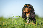 lying English Cocker Spaniel