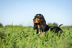 standing English Cocker Spaniel