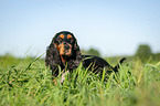 standing English Cocker Spaniel