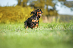 running English Cocker Spaniel