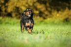 running English Cocker Spaniel