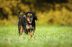 running English Cocker Spaniel
