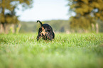 English Cocker Spaniel