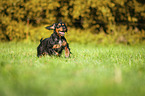 running English Cocker Spaniel