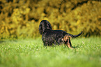 standing English Cocker Spaniel