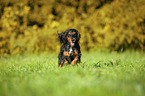 running English Cocker Spaniel