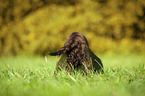 English Cocker Spaniel