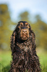 English Cocker Spaniel Portrait