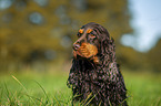 English Cocker Spaniel Portrait