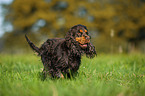 running English Cocker Spaniel