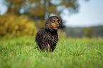 running English Cocker Spaniel