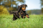 running English Cocker Spaniel