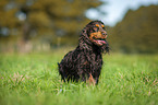 running English Cocker Spaniel