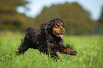 running English Cocker Spaniel