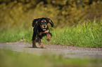 running English Cocker Spaniel