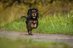 running English Cocker Spaniel