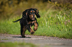 running English Cocker Spaniel