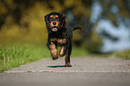 running English Cocker Spaniel