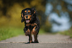 running English Cocker Spaniel