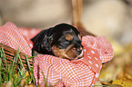 English Cocker Spaniel puppy in the basket