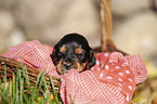 English Cocker Spaniel puppy in the basket