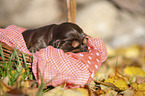 English Cocker Spaniel puppy in the basket