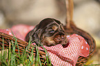 English Cocker Spaniel puppy in the basket