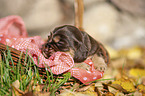 English Cocker Spaniel puppy in the basket