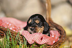 English Cocker Spaniel puppy in the basket