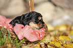 English Cocker Spaniel puppy in the basket