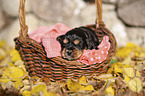 English Cocker Spaniel puppy in the basket