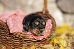 English Cocker Spaniel puppy in the basket