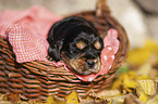 English Cocker Spaniel puppy in the basket