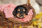 English Cocker Spaniel puppy in the basket