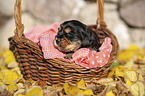 English Cocker Spaniel puppy in the basket