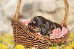 English Cocker Spaniel puppy in the basket