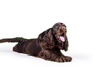 lying English Cocker Spaniel