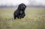 running English Cocker Spaniel puppy