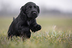 running English Cocker Spaniel puppy