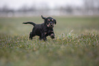 running English Cocker Spaniel puppy