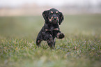 running English Cocker Spaniel puppy