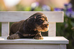 English Cocker Spaniel puppy on wooden bench