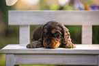 English Cocker Spaniel puppy on wooden bench