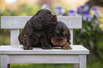 English Cocker Spaniel puppies on wooden bench