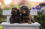 English Cocker Spaniel puppies on wooden bench