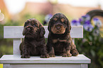 English Cocker Spaniel puppies on wooden bench