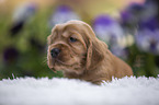 English Cocker Spaniel Puppy on sheepskin