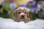 English Cocker Spaniel Puppy on sheepskin