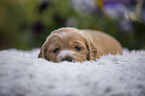 English Cocker Spaniel Puppy on sheepskin