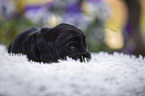 English Cocker Spaniel Puppy on sheepskin